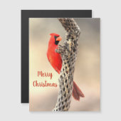 Merry kerst Northern Kardinaal Magnet (Voorkant / Achterkant)