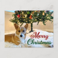 Merry Kerstmis Corgi Beauful Dog Fotografie