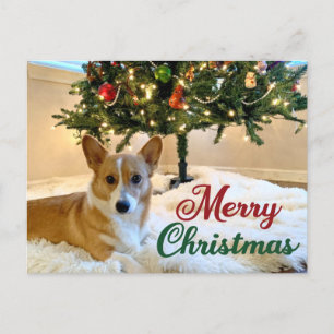 Merry Kerstmis Corgi Beauful Dog Fotografie Briefkaart