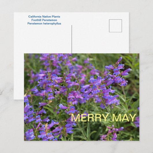 Merry May Briefkaart (Voorkant / Achterkant)