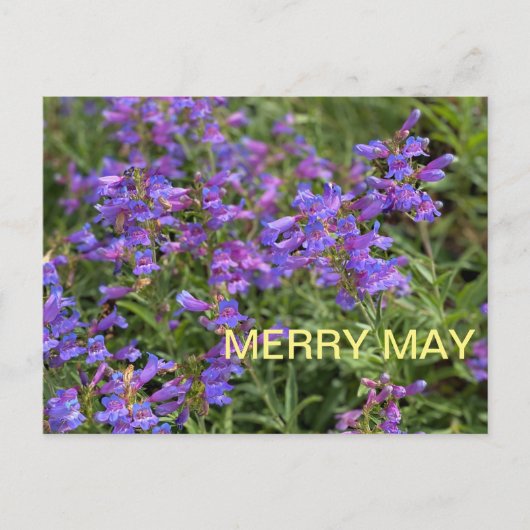 Merry May Briefkaart (Voorkant)