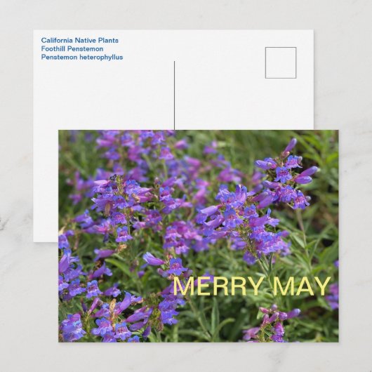 Merry May Briefkaart (Voorkant / Achterkant)