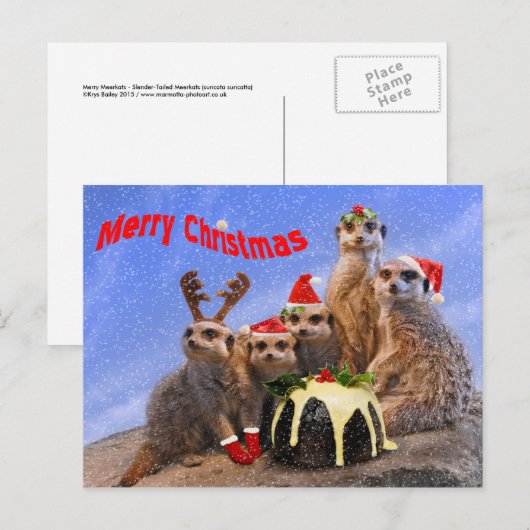 Merry Meerkats Briefkaart (Voorkant / Achterkant)
