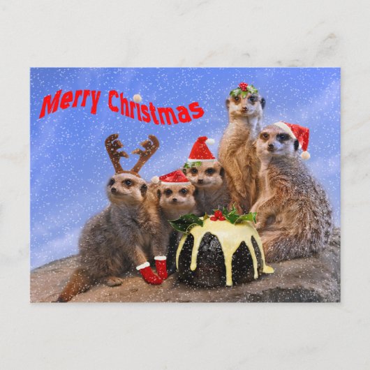 Merry Meerkats Briefkaart (Voorkant)