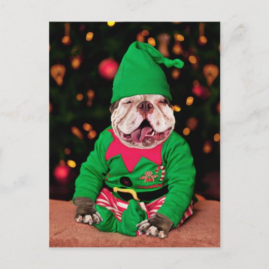 Merry Pitmas, Pit Bull Style Briefkaart (Voorkant)
