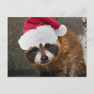Merry Raccoon Kerstmis Feestdagenkaart