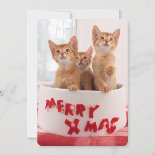 Merry Xmas Katten Feestdagenkaart (Voorkant)