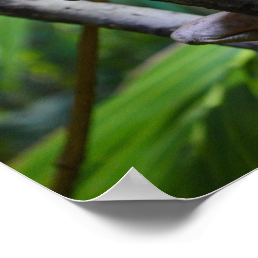 Merten's Water Monitor Poster (Hoek)