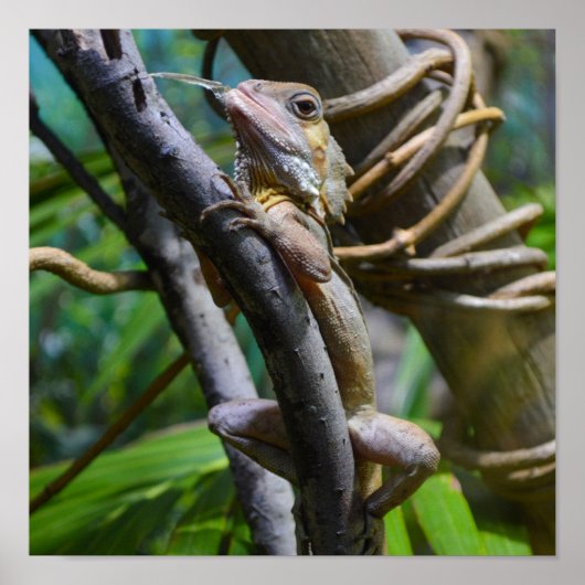 Merten's Water Monitor Poster (Voorkant)