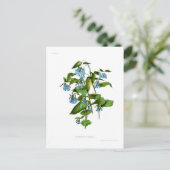 Mertensia sibirica briefkaart (Staand voorkant)