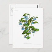 Mertensia sibirica briefkaart (Voorkant / Achterkant)
