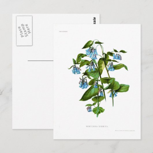 Mertensia sibirica briefkaart (Voorkant / Achterkant)
