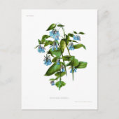 Mertensia sibirica briefkaart (Voorkant)