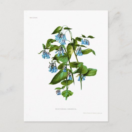 Mertensia sibirica briefkaart (Voorkant)