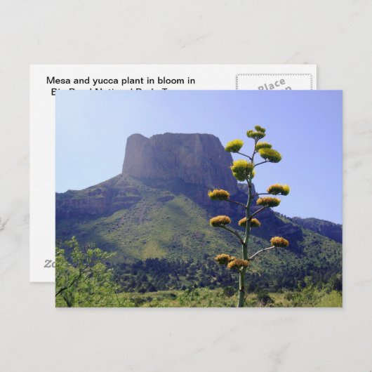 Mesa en blooming maguey 1 briefkaart (Voorkant / Achterkant)