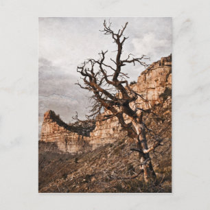 Mesa Verde Briefkaart