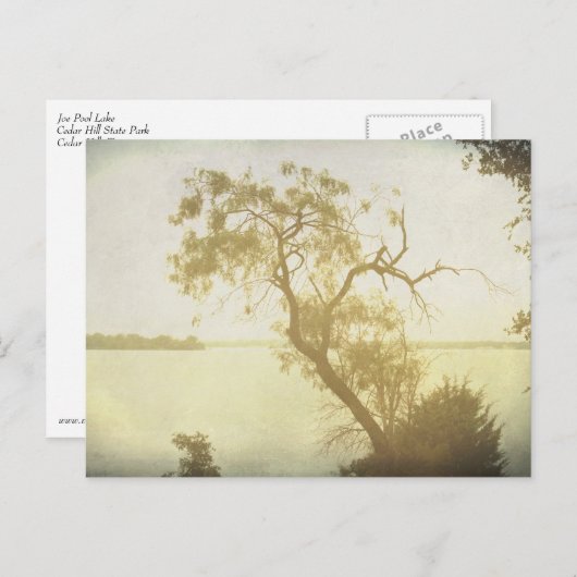 Mesbest Tree bij Cedar Hill art briefkaart (Voorkant / Achterkant)