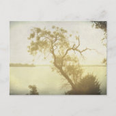 Mesbest Tree bij Cedar Hill art briefkaart (Voorkant)