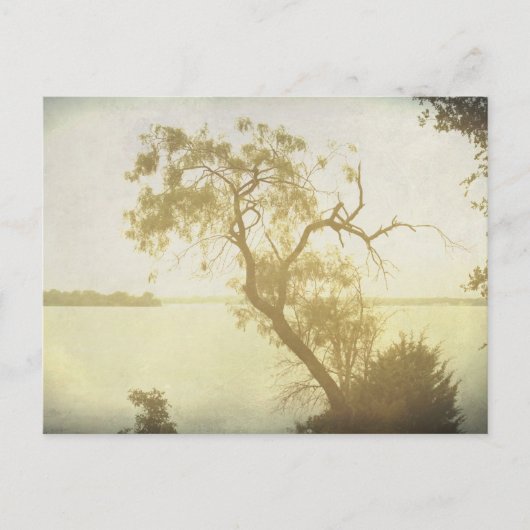 Mesbest Tree bij Cedar Hill art briefkaart (Voorkant)