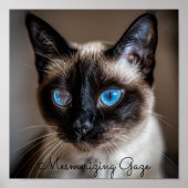 Mesmeriserende blik: Siamese kat Poster (Voorkant)