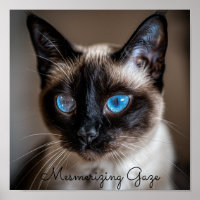 Mesmeriserende blik: Siamese kat