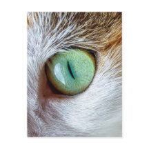 Mesmerizing Beauful Green Cat's Eye