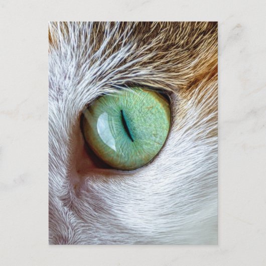 Mesmerizing Beauful Green Cat's Eye Briefkaart (Voorkant)