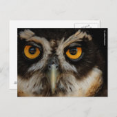 Mesmerizing Golden Eyes of a Spectacled Owl Briefkaart (Voorkant / Achterkant)