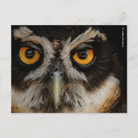 Mesmerizing Golden Eyes of a Spectacled Owl Briefkaart (Voorkant)