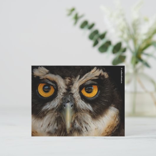 Mesmerizing Golden Eyes of a Spectacled Owl Briefkaart (Staand voorkant)