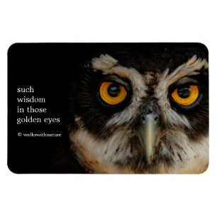 Mesmerizing Golden Eyes of a Spectacled Owl Magneet
