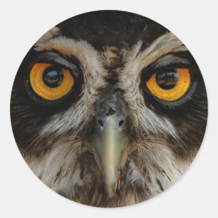 Mesmerizing Golden Eyes of a Spectacled Owl Ronde Sticker