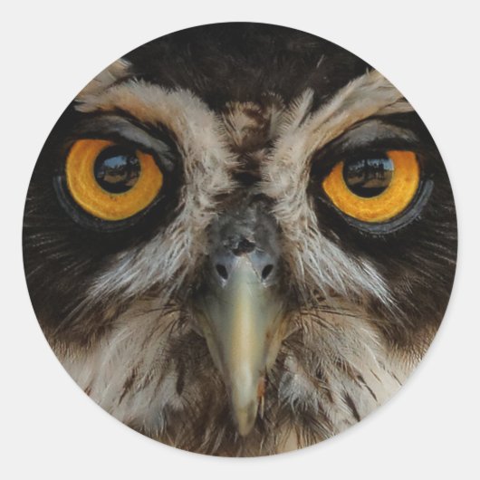 Mesmerizing Golden Eyes of a Spectacled Owl Ronde Sticker (Voorkant)