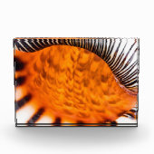 Mesmerizing seashell fotoblokken (Voorkant)