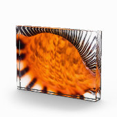 Mesmerizing seashell fotoblokken (Rechts)