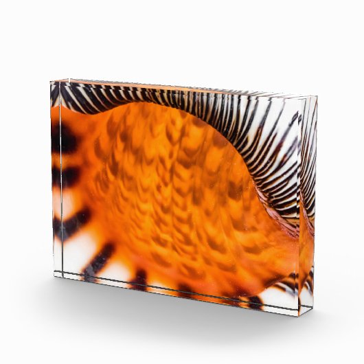 Mesmerizing seashell fotoblokken (Rechts)