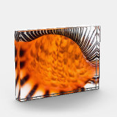 Mesmerizing seashell fotoblokken (Links)