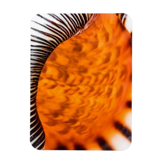 Mesmerizing seashell magneet (Verticaal)