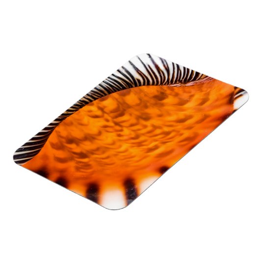 Mesmerizing seashell magneet (Linkerzijde)