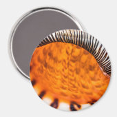 Mesmerizing seashell magneet (Voorkant / Achterkant)