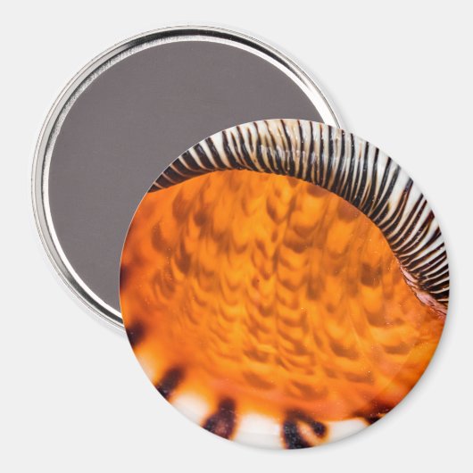 Mesmerizing seashell magneet (Voorkant / Achterkant)