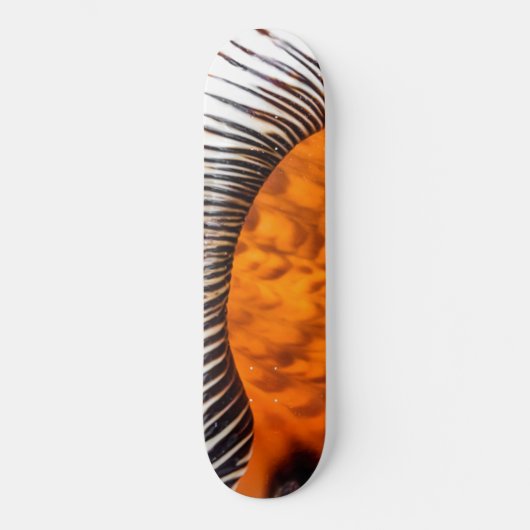 Mesmerizing seashell persoonlijk skateboard (Voorkant)