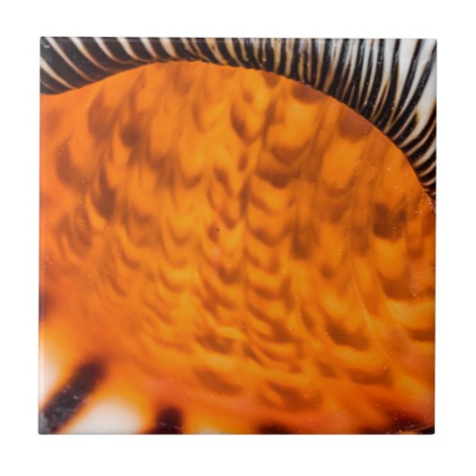 Mesmerizing seashell tegeltje (Voorkant)