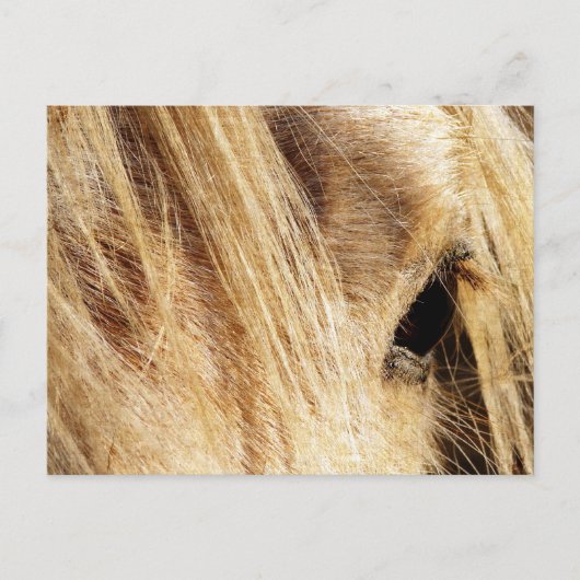 Messy Mane Day Briefkaart (Voorkant)