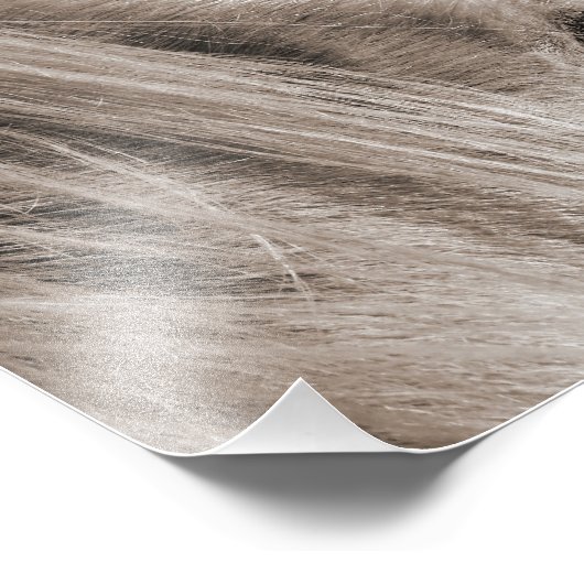 Messy Mane Day Foto Afdruk (Hoek)