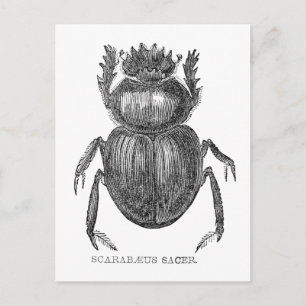 Mestkever antieke pen- en inkttekening briefkaart