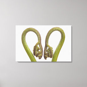 Mestkiemen 2 canvas afdruk
