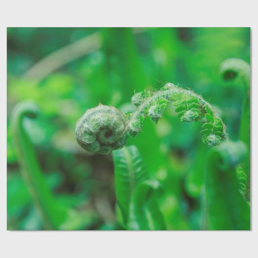 Meststoffen Cadeaupapier (Vlak)