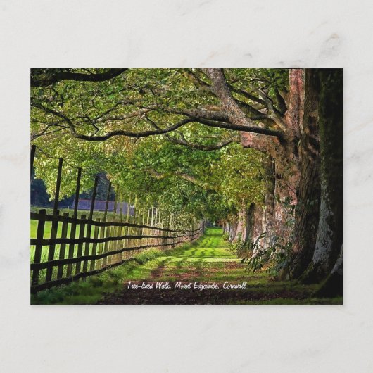 Met bomen beklede looppas, montagerand Edgcumbe, C Briefkaart (Voorkant)