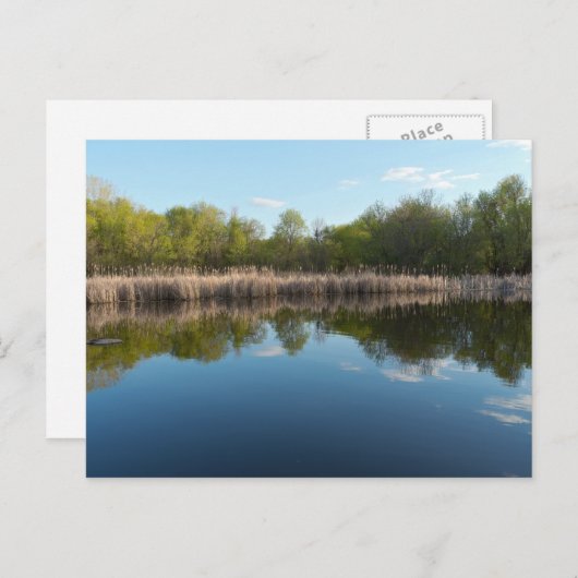 Met bomen beklede Pond en Reedy Marsh in het voorj Briefkaart (Voorkant / Achterkant)
